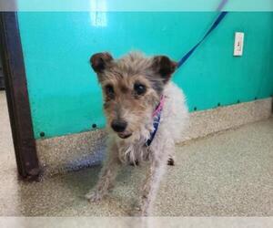 Jack Russell Terrier-Unknown Mix Dogs for adoption in pomona, CA, USA
