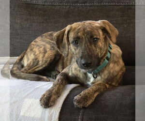 Mutt Dogs for adoption in Woodbury, NY, USA