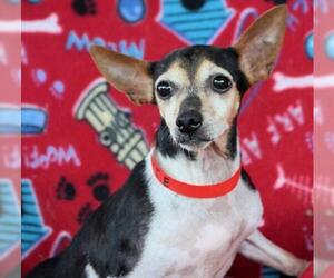 Rat Terrier Dogs for adoption in Bon Carbo, CO, USA
