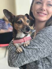 Chiweenie Dogs for adoption in Brighton, TN, USA