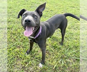 American Pit Bull Terrier-Unknown Mix Dogs for adoption in Opelika, AL, USA