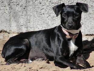 Miniature Pinscher-Unknown Mix Dogs for adoption in Fresno, CA, USA