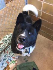 Akita Dogs for adoption in Eldora, IA, USA
