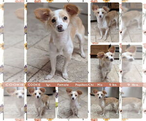 Mutt Dogs for adoption in Mesa, AZ, USA