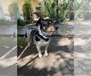 Jack Russell Terrier Dogs for adoption in Menifee, CA, USA
