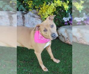 American Pit Bull Terrier-Unknown Mix Dogs for adoption in Oklahoma City, OK, USA