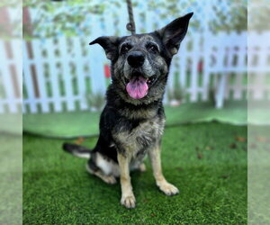 German Shepherd Dog Dogs for adoption in Long Beach, CA, USA