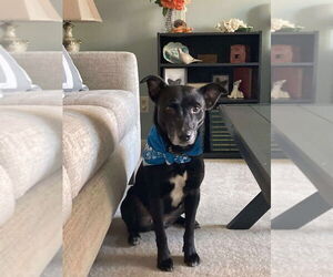 Labrador Retriever-Unknown Mix Dogs for adoption in Richmond, IN, USA