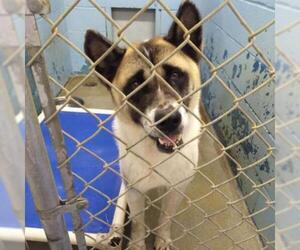 Akita Dogs for adoption in Evansville, IN, USA