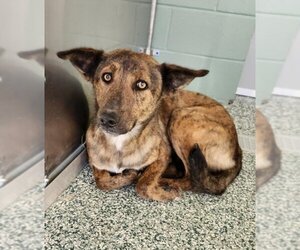 Mutt Dogs for adoption in Salisbury, NC, USA