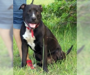 American Pit Bull Terrier-Unknown Mix Dogs for adoption in Corpus Christi, TX, USA