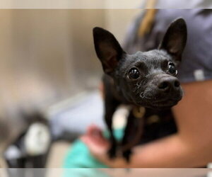 Chihuahua Dogs for adoption in Denver, CO, USA