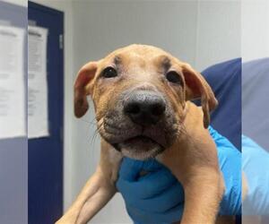 American Pit Bull Terrier-Unknown Mix Dogs for adoption in Bakersfield, CA, USA