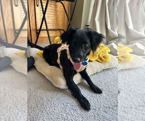 Dachshund-Unknown Mix Dogs for adoption in Salt Lake City, UT, USA