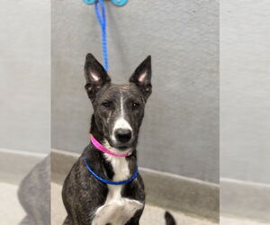 German Shepherd Dog-Unknown Mix Dogs for adoption in Las Vegas, NV, USA