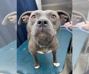 Staffordshire Bull Terrier Dogs for adoption in Mobile, AL, USA