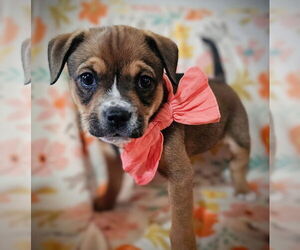 Boxer-Unknown Mix Dogs for adoption in Greenville, SC, USA