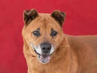 View Ad Chow Chow Shiba Inu Mix Dog For Adoption Near California