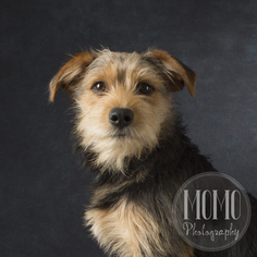 Airedale Terrier Dogs for adoption in Waco, TX, USA
