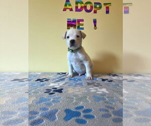 Mutt Dogs for adoption in Crossville, AL, USA