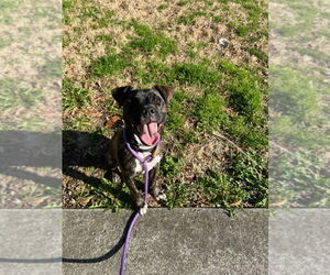 American Pit Bull Terrier-Unknown Mix Dogs for adoption in Virginia Beach, VA, USA