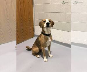 Bloodhound-Unknown Mix Dogs for adoption in Howell, MI, USA