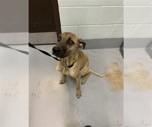 German Shepherd Dog-Unknown Mix Dogs for adoption in Corpus Christi, TX, USA