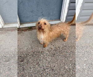 Dachshund-Unknown Mix Dogs for adoption in Princeton, MN, USA