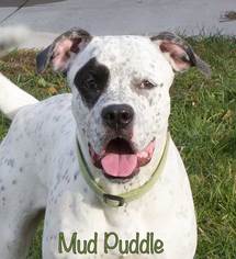 Dalmatian Dogs for adoption in Mason, MI, USA