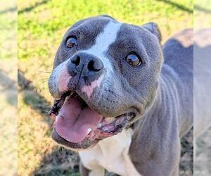American Pit Bull Terrier-Unknown Mix Dogs for adoption in Houston, TX, USA