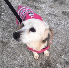 Medium Photo #1 Beagle Puppy For Sale in New York, NY, USA