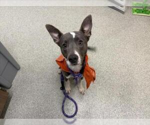 American Pit Bull Terrier-Unknown Mix Dogs for adoption in Fort Collins, CO, USA