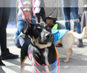 Beagi Dogs for adoption in NYC, NY, USA