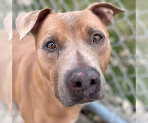 American Pit Bull Terrier-Unknown Mix Dogs for adoption in Jefferson, WI, USA