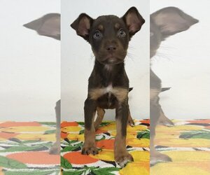 Labrador Retriever-Unknown Mix Dogs for adoption in Phoenix , AZ, USA