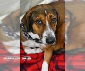 Basset Hound-Unknown Mix Dogs for adoption in Niagara Falls, NY, USA