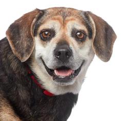 Beagle-Unknown Mix Dogs for adoption in Los Angeles, CA, USA