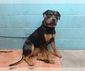 Rottweiler-Unknown Mix Dogs for adoption in Downey, CA, USA