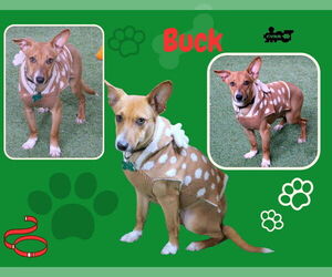 Beagle-Unknown Mix Dogs for adoption in Lindsay, CA, USA