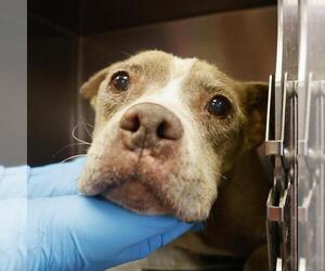 American Staffordshire Terrier-Unknown Mix Dogs for adoption in San Antonio, TX, USA