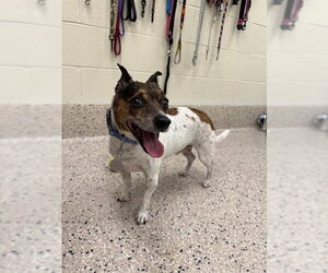 Rat Terrier-Unknown Mix Dogs for adoption in Brighton, CO, USA