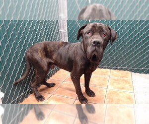 Mastiff Dogs for adoption in Downey, CA, USA