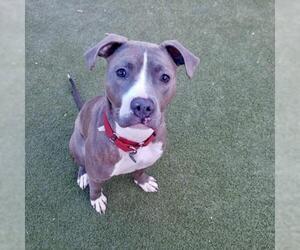 American Staffordshire Terrier Dogs for adoption in Saint Louis, MO, USA