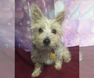 Mutt Dogs for adoption in Lakewood, CO, USA