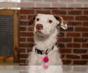 American Pit Bull Terrier-Poodle (Standard) Mix Dogs for adoption in St. Louis Park, MN, USA