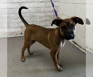 German Shepherd Dog Dogs for adoption in San Bernardino, CA, USA