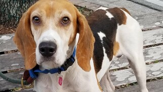 American Foxhound-Beagle Mix Dogs for adoption in Seminole, FL, USA