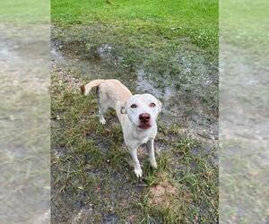 Labrador Retriever-Unknown Mix Dogs for adoption in Conroe, TX, USA