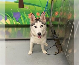 Huskies -Unknown Mix Dogs for adoption in Waco, TX, USA