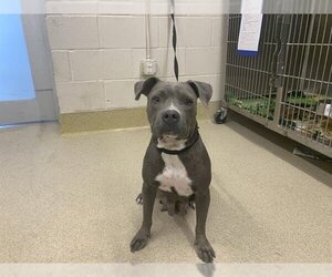 American Staffordshire Terrier Dogs for adoption in Grand Prairie, TX, USA